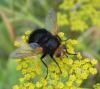 Tachina grossa